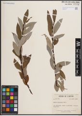 Foto von Salix discolor Muhl.